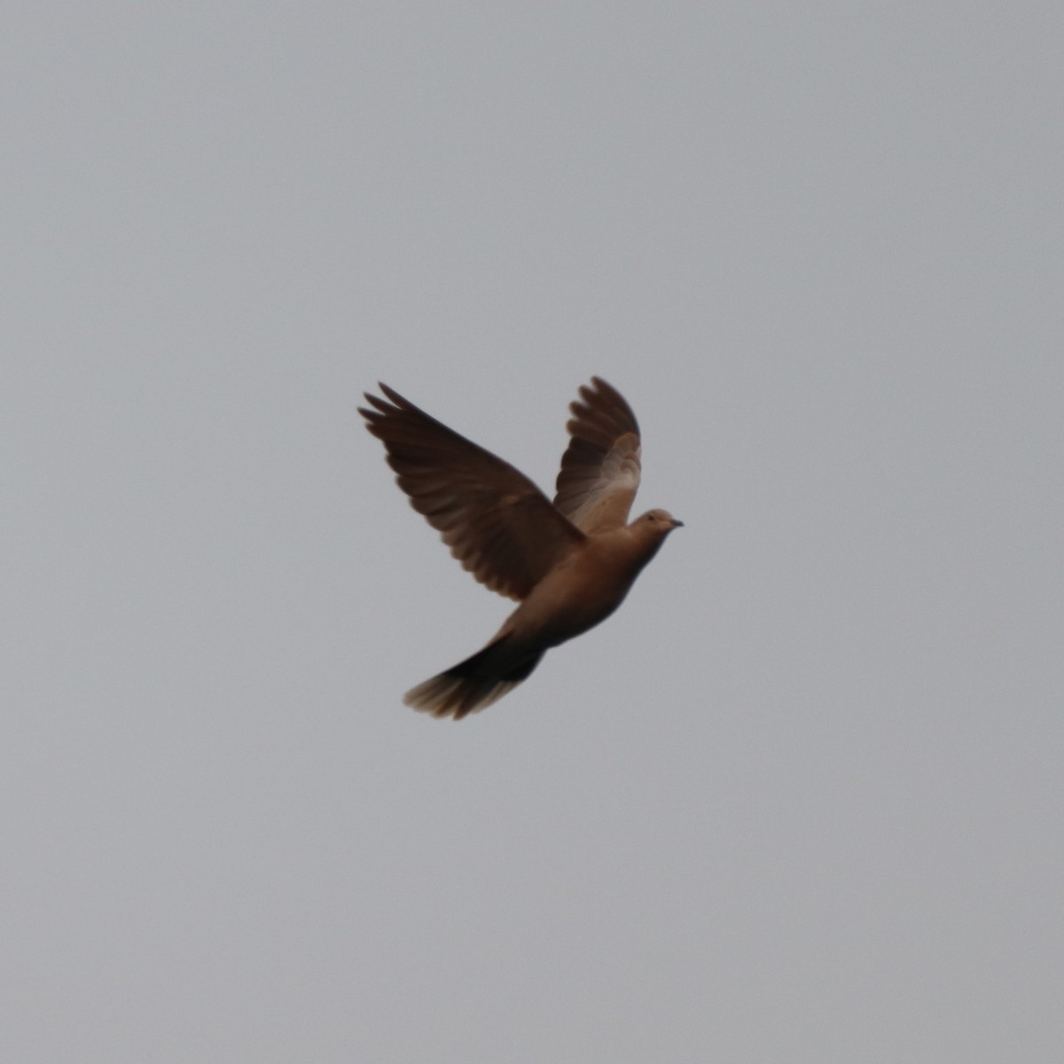 Eurasian Collared-Dove - ML359288691