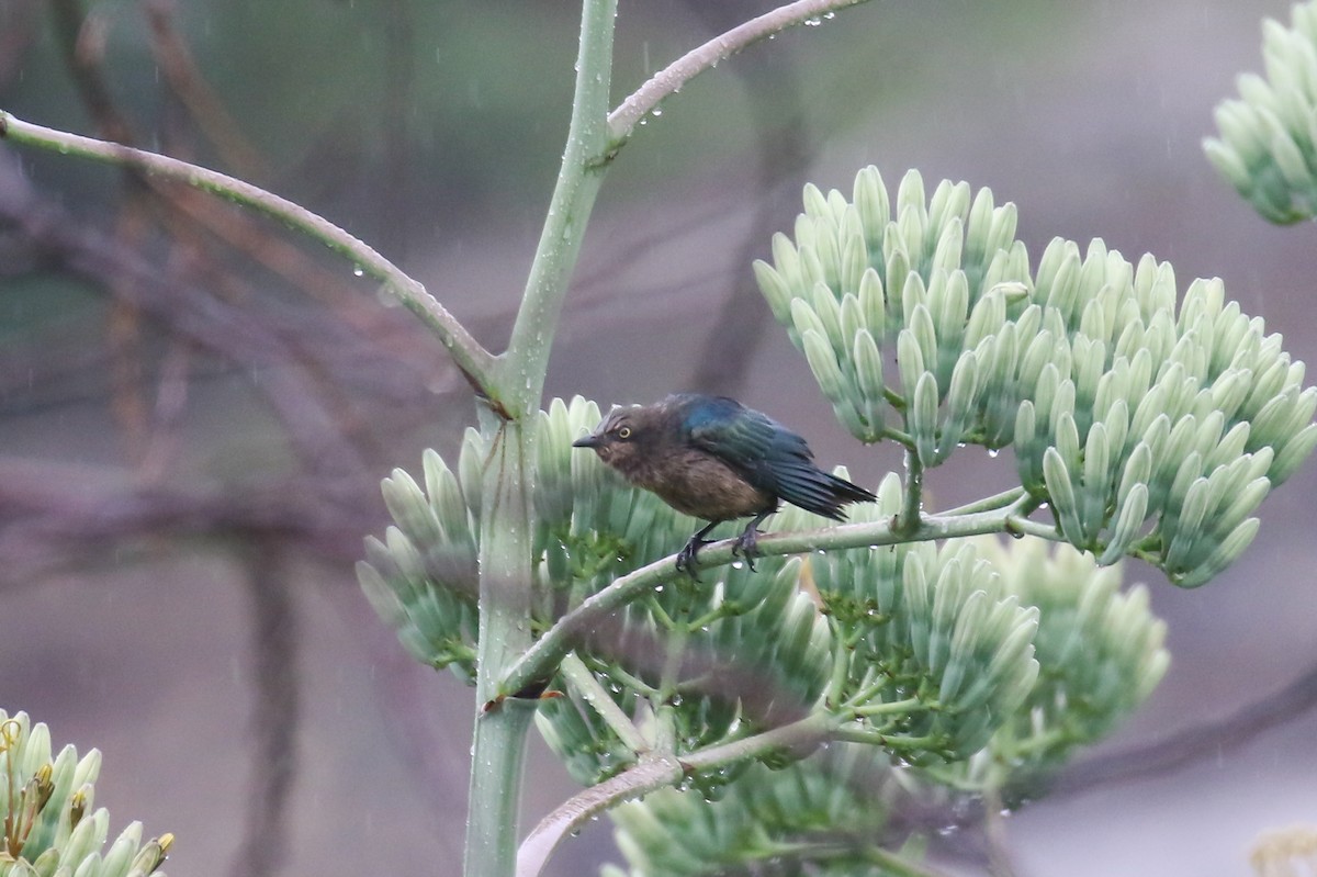Lesser Blue-eared Starling - Fikret Ataşalan