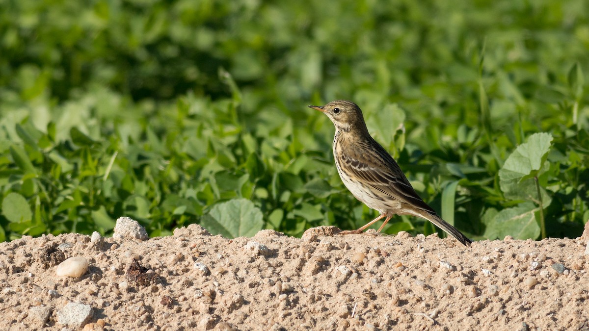 Meadow Pipit - ML359292611