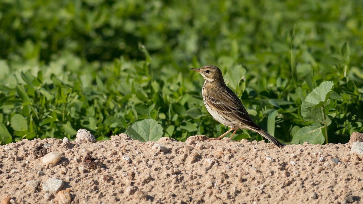 Meadow Pipit - ML359292721
