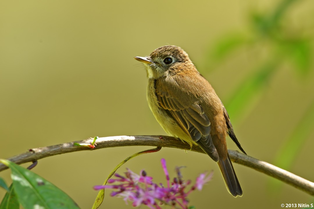 Brown-breasted Flycatcher - Nitin Srinivasa Murthy