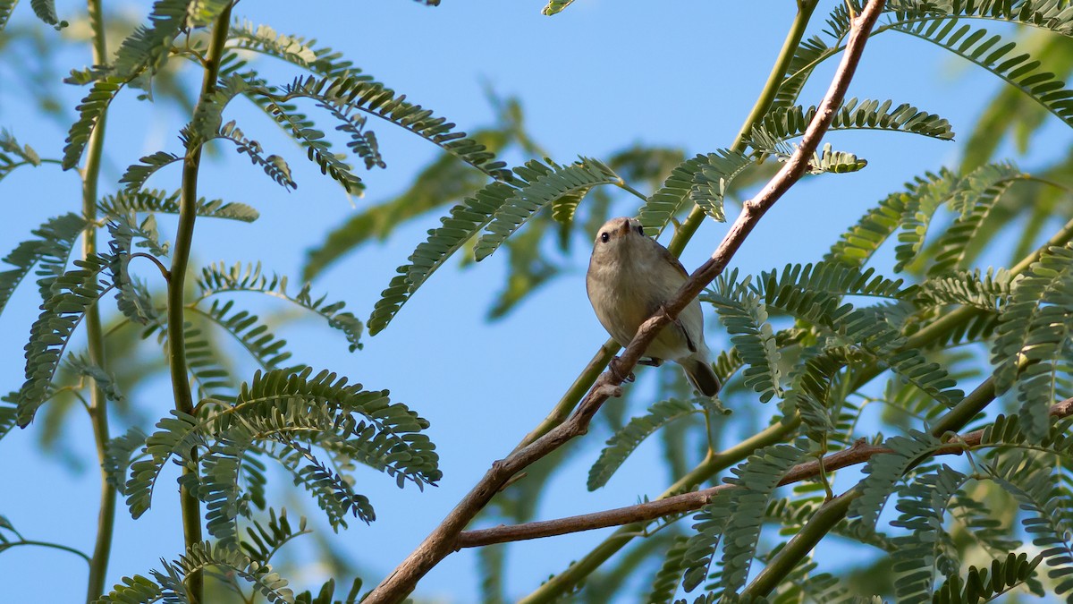 Hume's Warbler - ML359294401