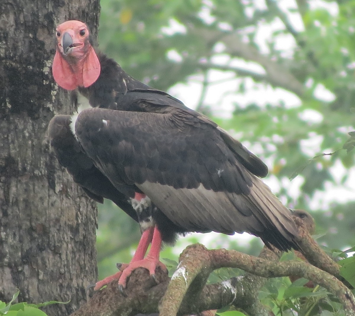 Red-headed Vulture - ML359294461