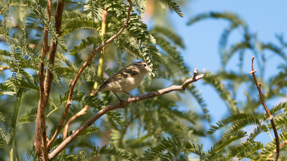 Hume's Warbler - ML359294541