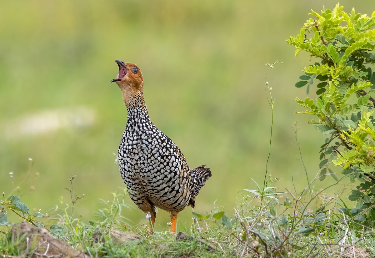 Painted Francolin - ML359296651