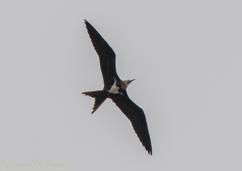 Lesser Frigatebird - ML35929701