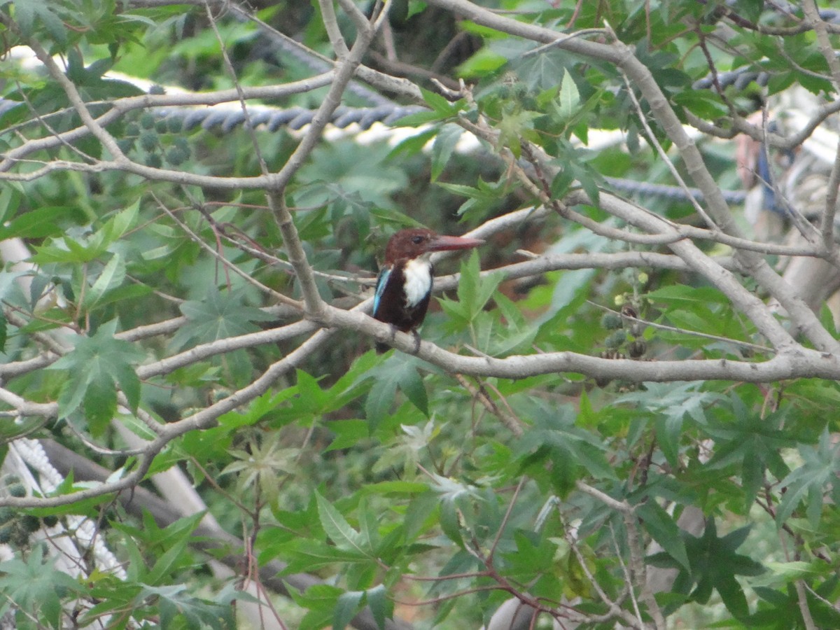 White-throated Kingfisher - Vidhya Sundar
