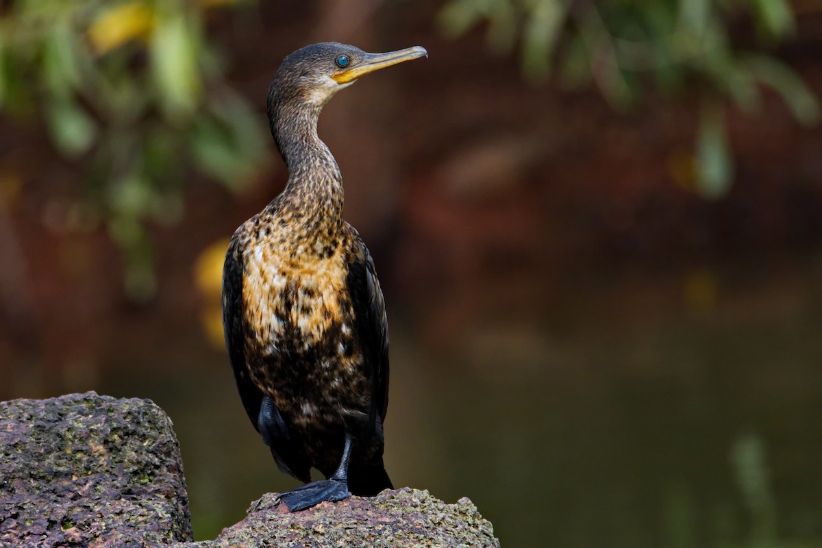 Indian Cormorant - Uday Wandkar