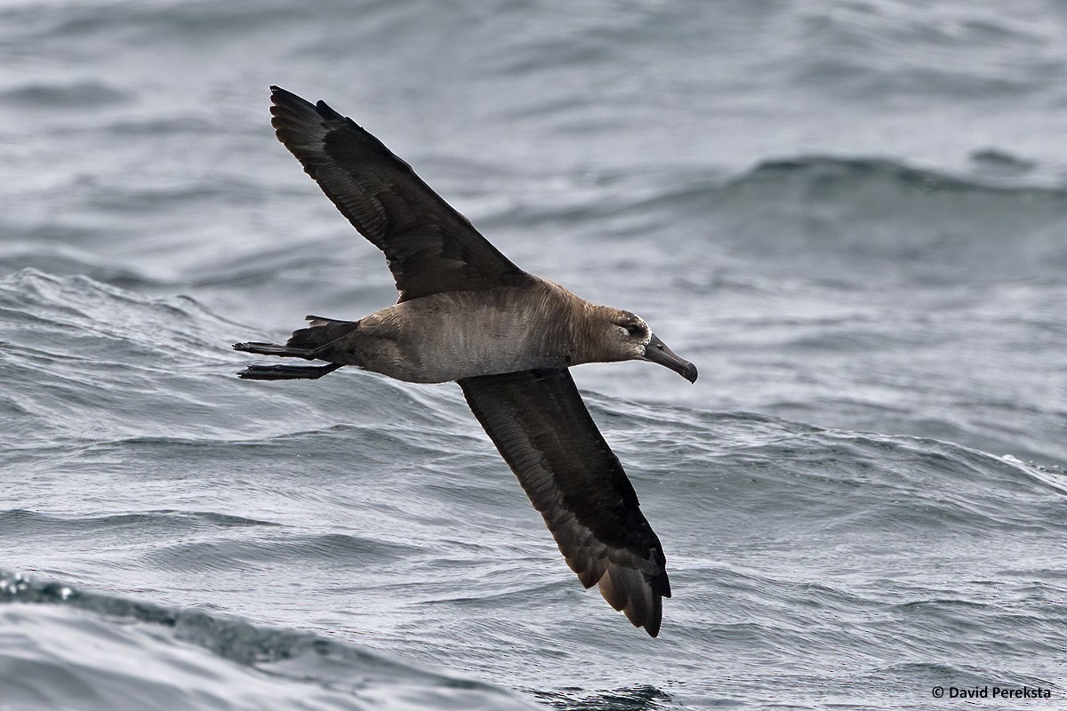 Black-footed Albatross - David Pereksta
