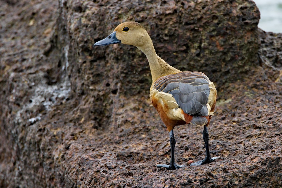 Lesser Whistling-Duck - Uday Wandkar