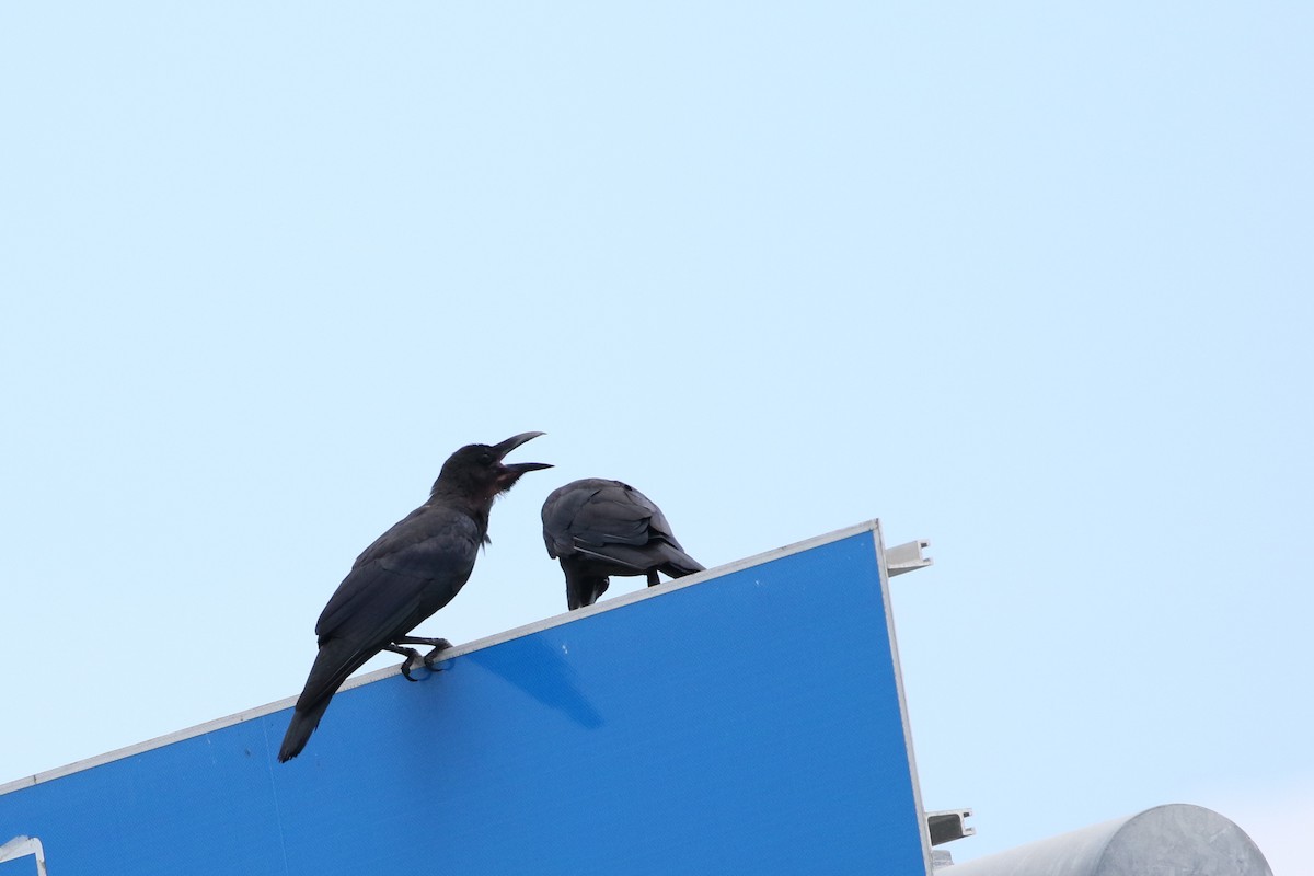 Large-billed Crow - Atsushi Shimazaki