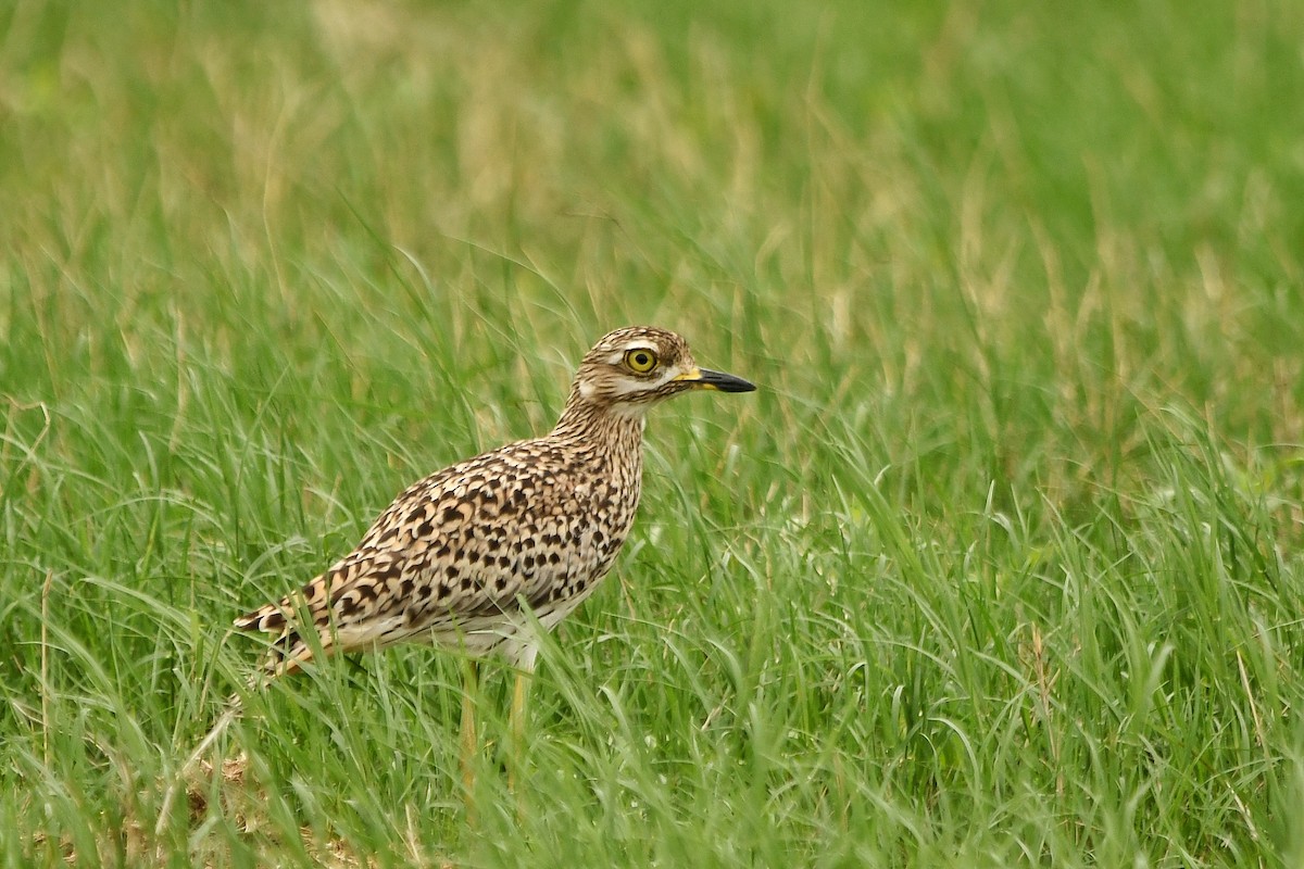 Spotted Thick-knee - ML359307731