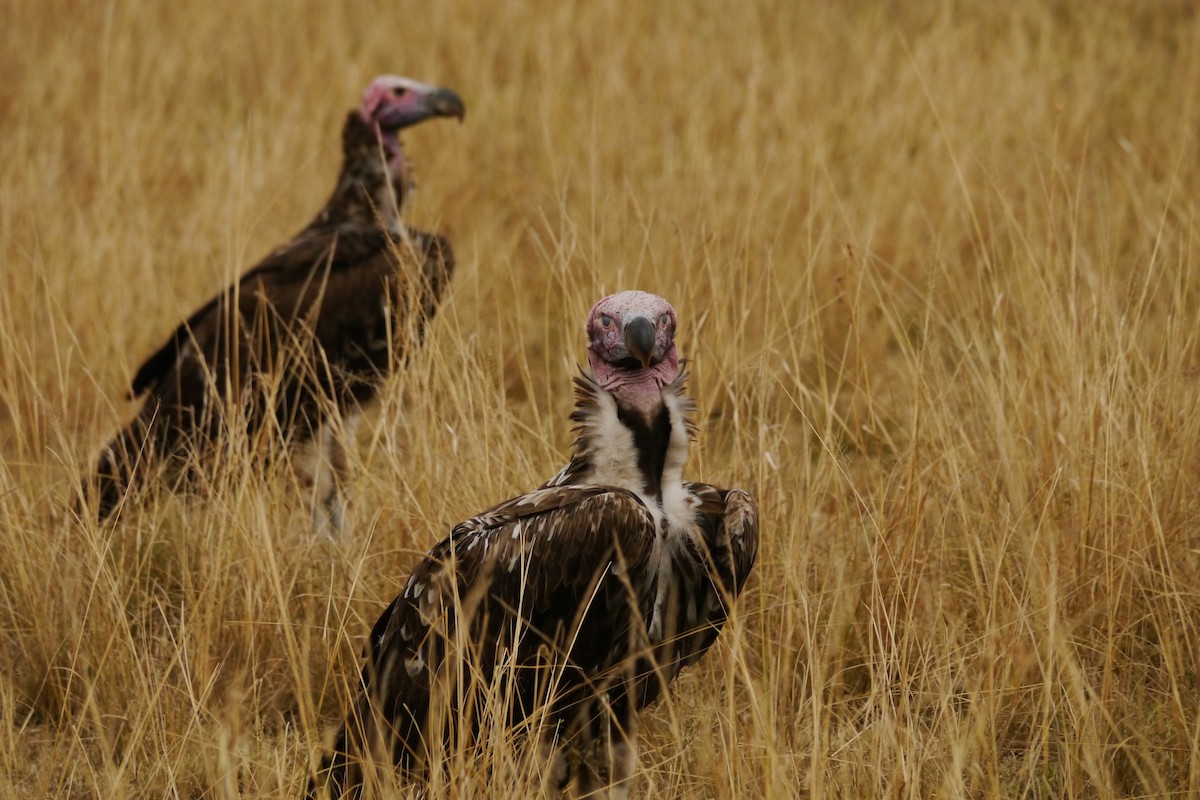 Lappet-faced Vulture - ML359312791