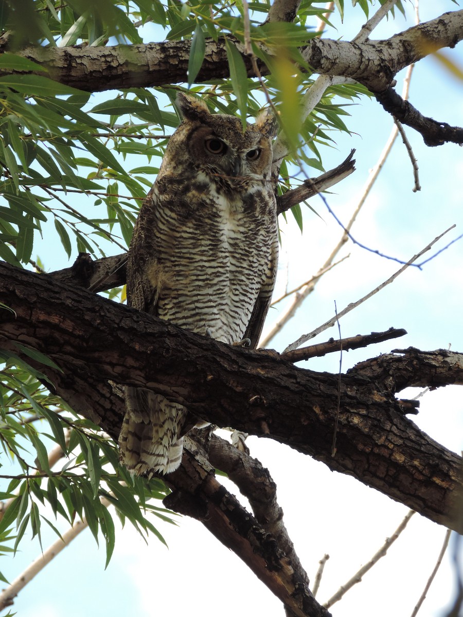 Great Horned Owl - ML359315021