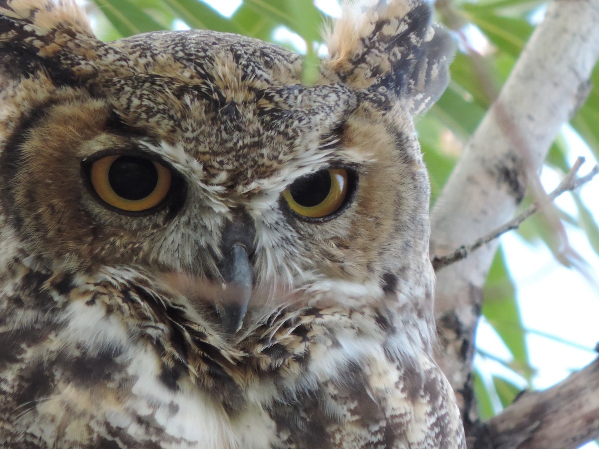 Great Horned Owl - ML359315051