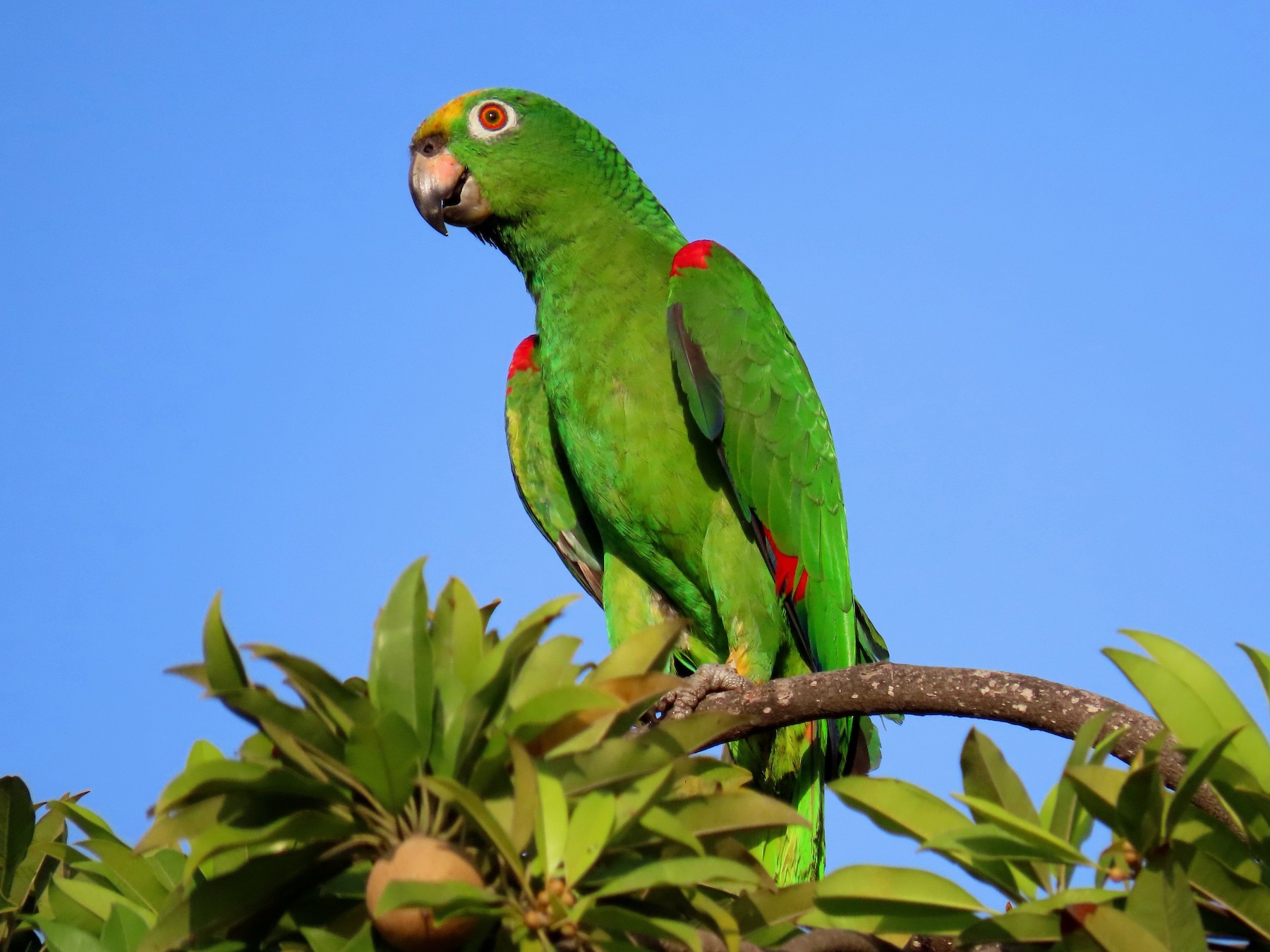 Yellow-crowned Parrot - Thore  Noernberg