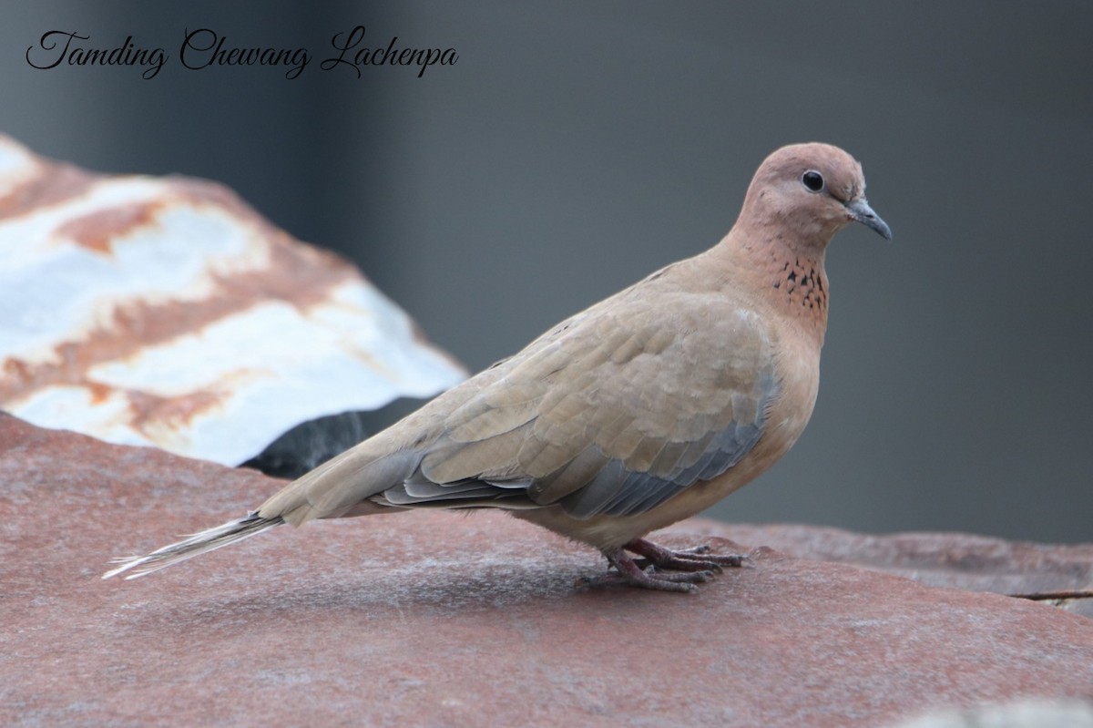 Laughing Dove - Tamding Chewang