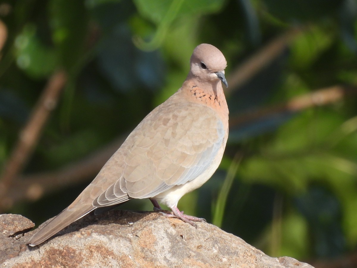Laughing Dove - ML359325911