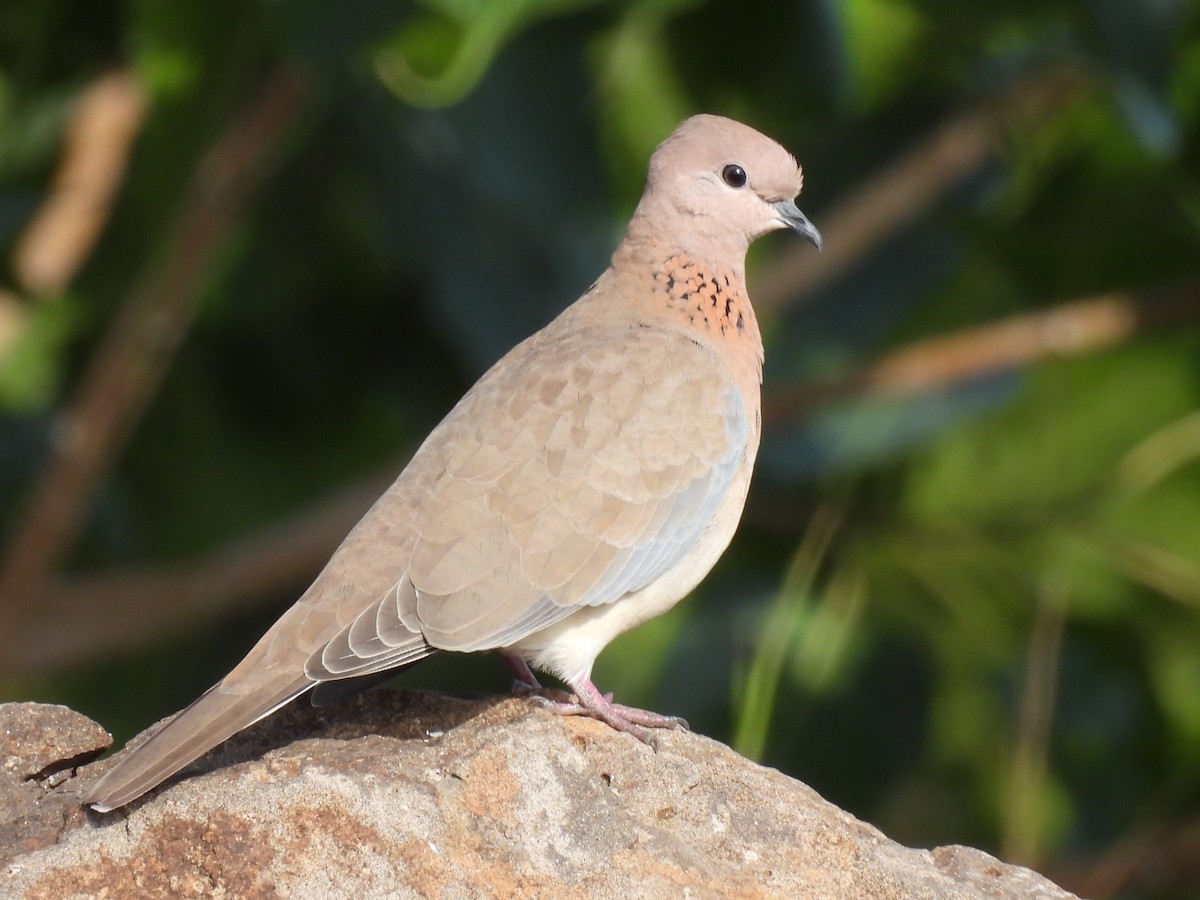 Laughing Dove - ML359325921