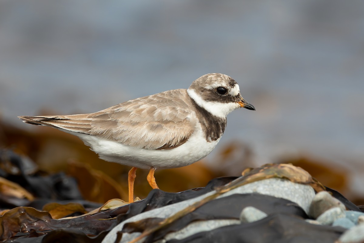 Common Ringed Plover - Blair Dudeck
