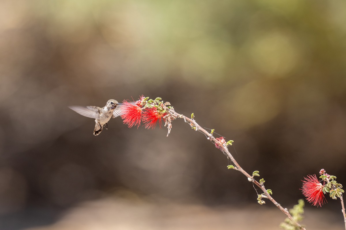 Black-chinned Hummingbird - Matthew Sabourin