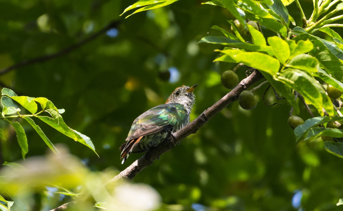 Asian Emerald Cuckoo - ML359347451