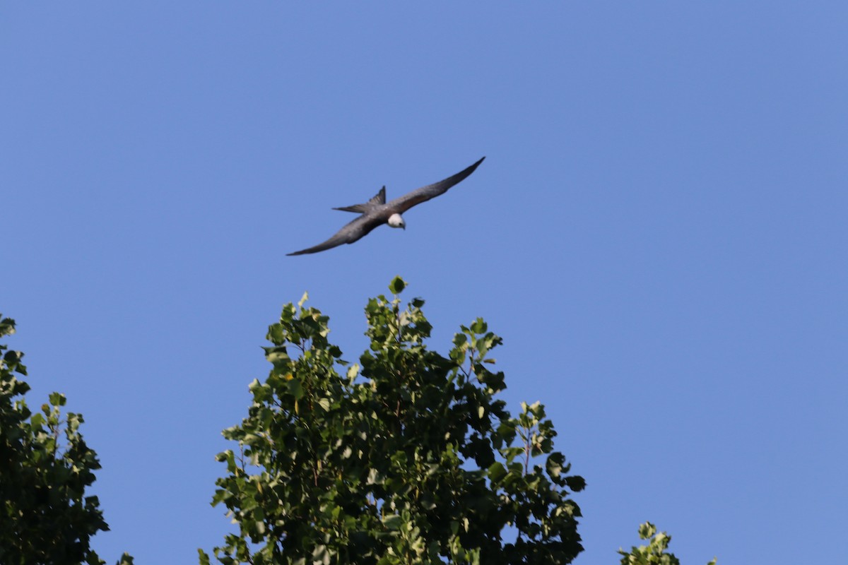 Swallow-tailed Kite - ML359348871