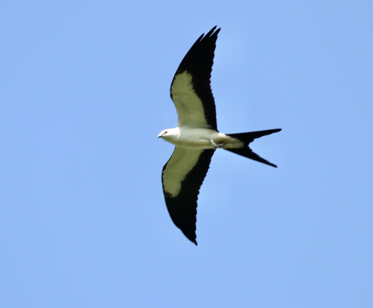 Swallow-tailed Kite - Andrew Larson