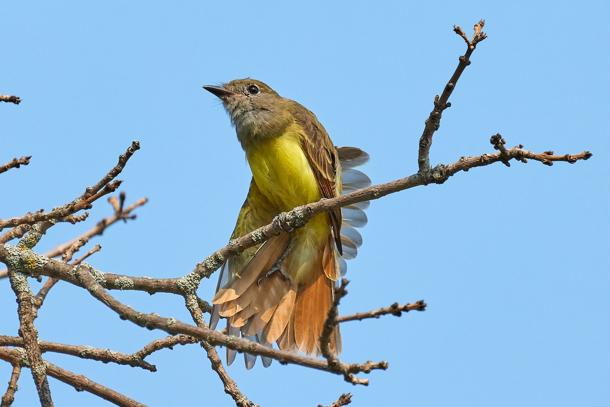 Great Crested Flycatcher - ML359350031