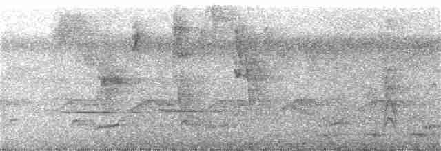 Chocó-Strichelameisenschlüpfer - ML359355291