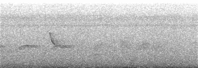 Chocó-Strichelameisenschlüpfer - ML359357201