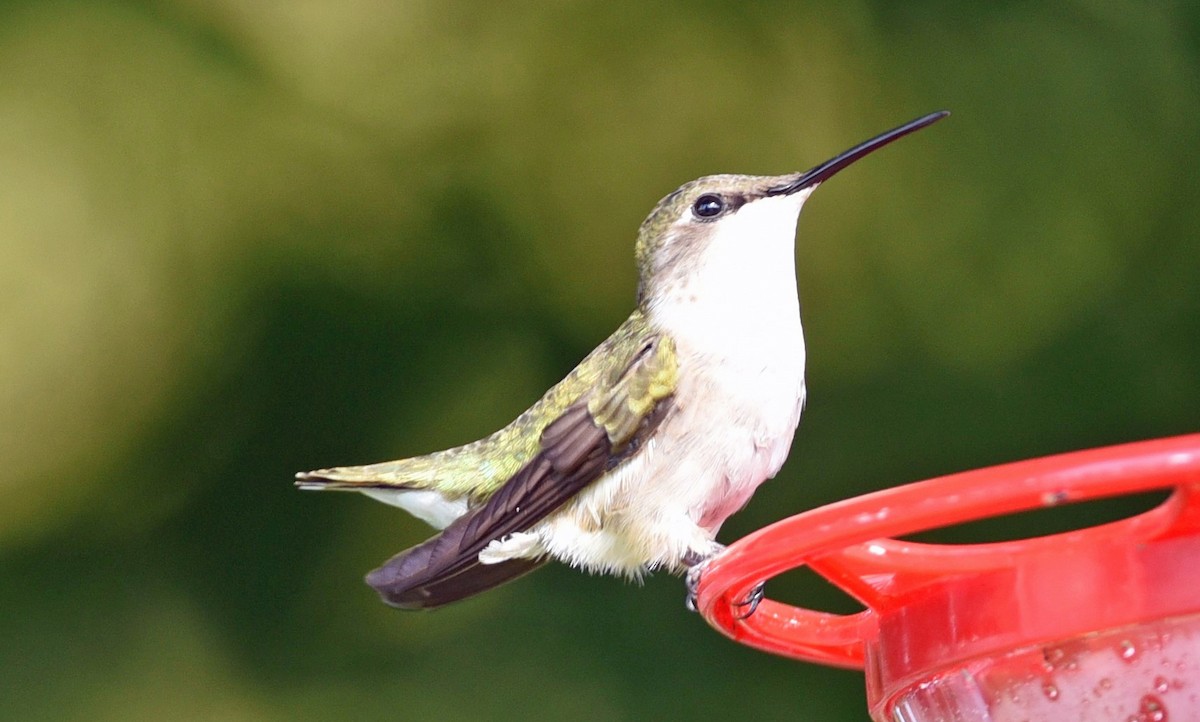 Ruby-throated Hummingbird - Barbara Strobino