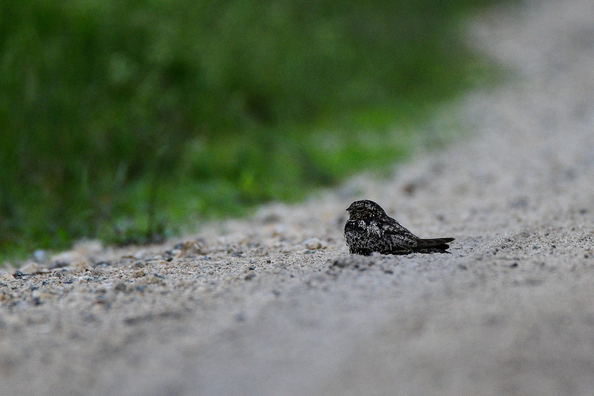 eBird Checklist 17 Jul 2021 A1 Flow Equalization Basin (A1 FEB