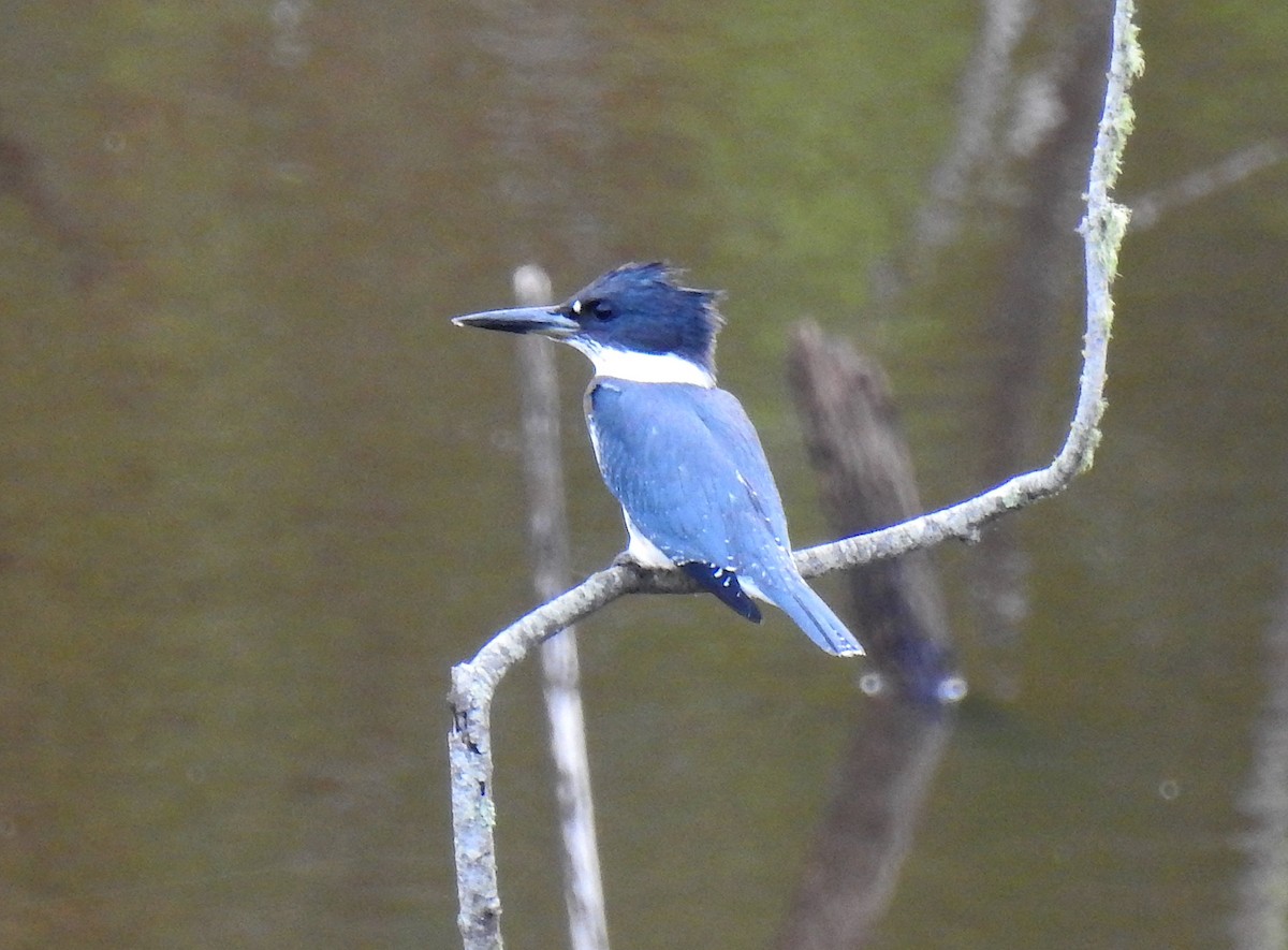 Belted Kingfisher - ML359371261
