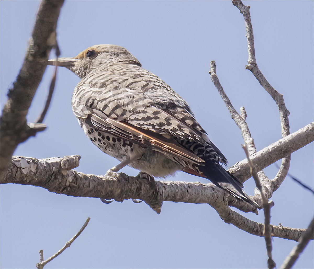 Northern Flicker (Red-shafted) - ML359374291