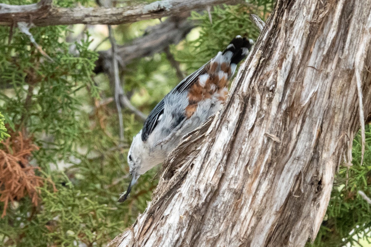 White-breasted Nuthatch - ML359382861