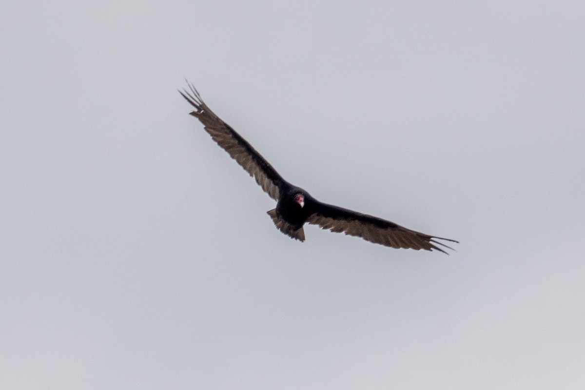 Turkey Vulture - Hoiman Low