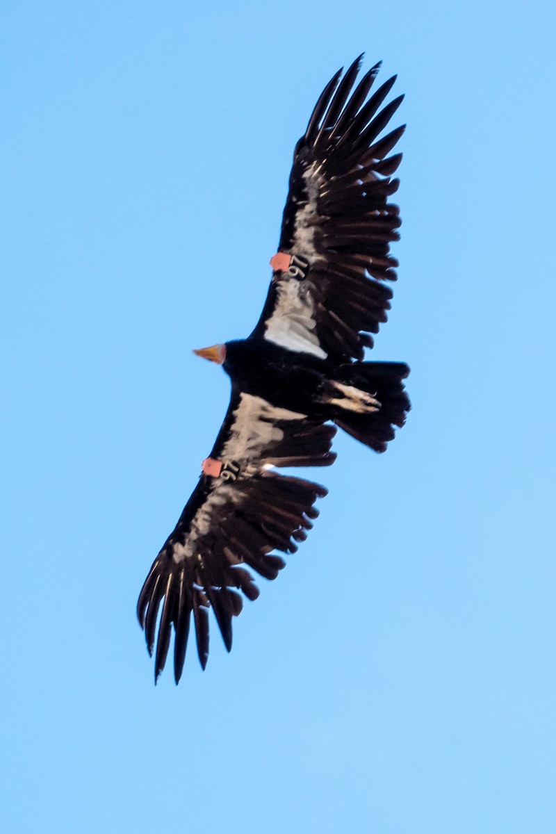 California Condor - ML359383151