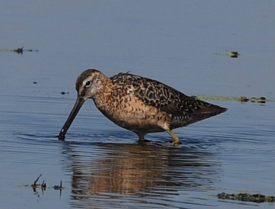 Long-billed Dowitcher - ML359387111