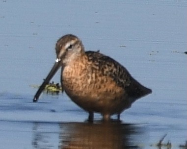 Long-billed Dowitcher - ML359387121