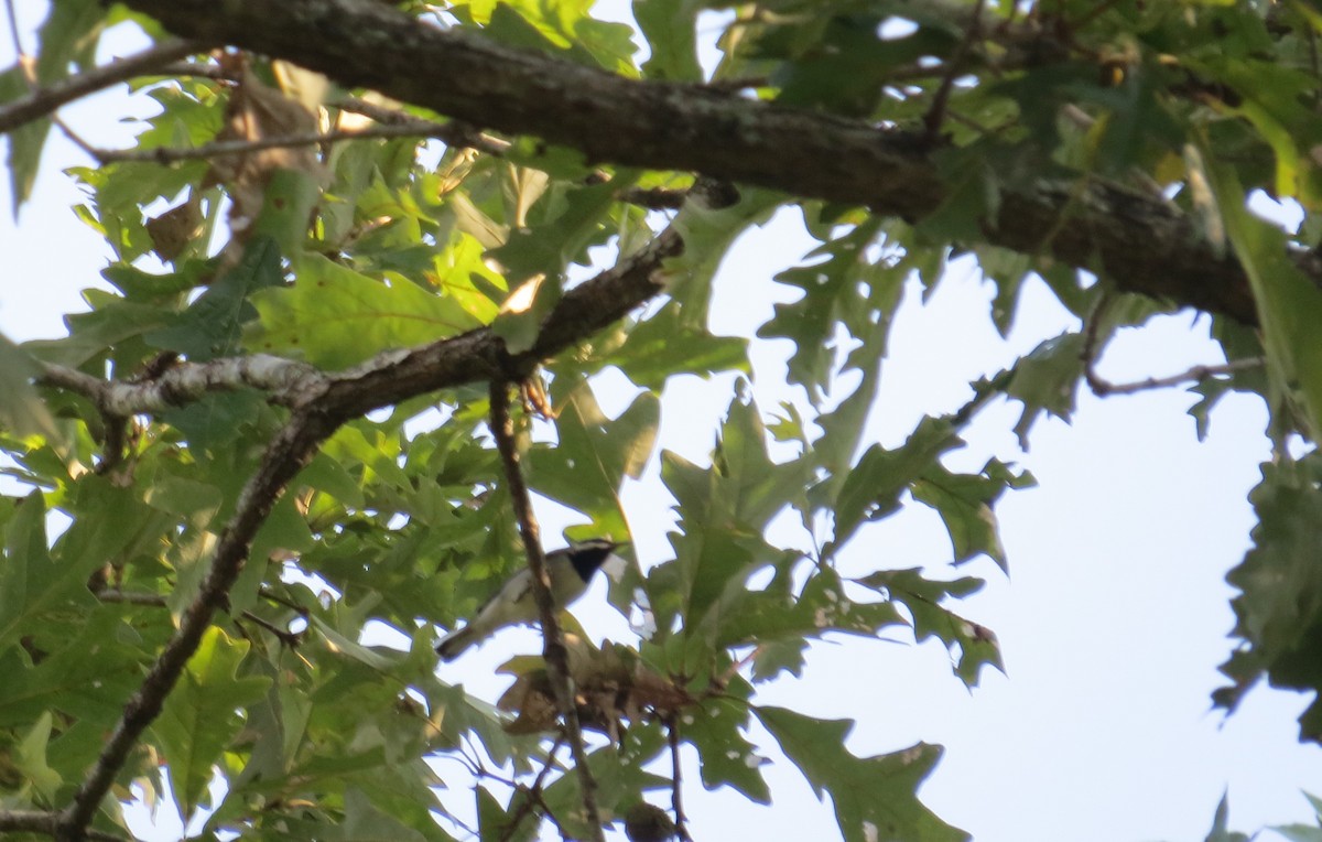 Golden-winged Warbler - ML35939051