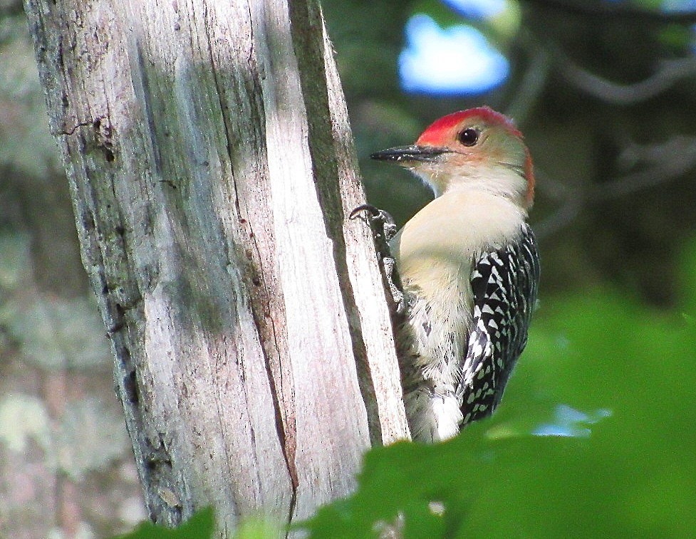 Red-bellied Woodpecker - Mark Chao