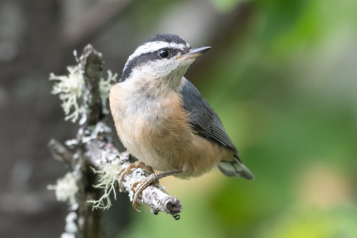 Red-breasted Nuthatch - ML359402131