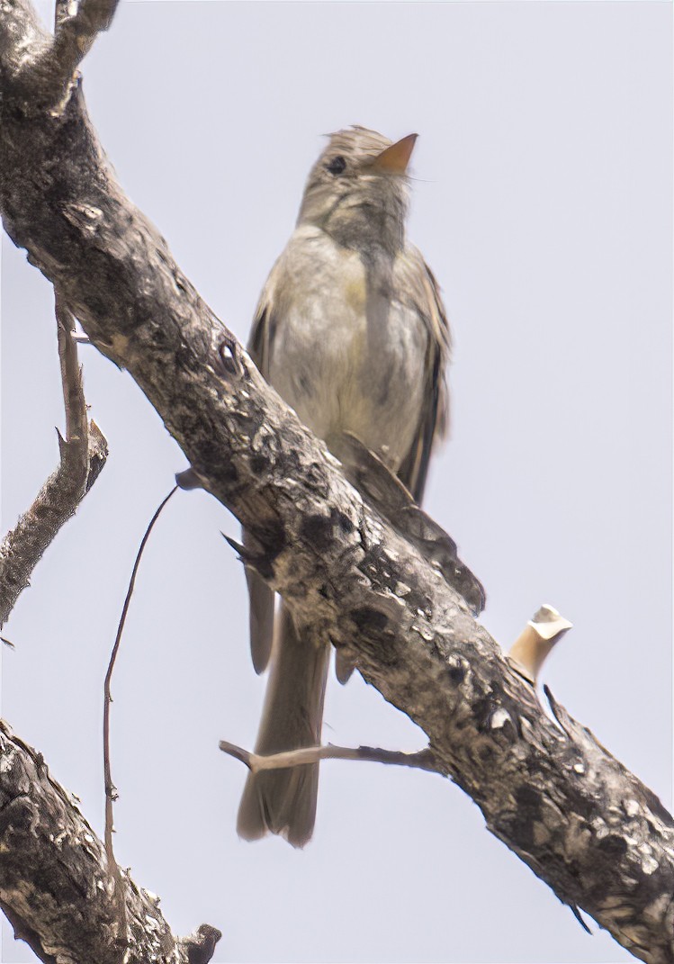 Greater Pewee - ML359407661