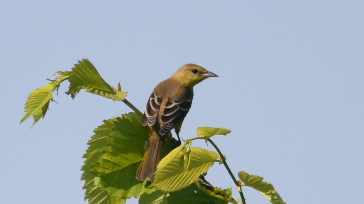 Orchard Oriole - ML359419251