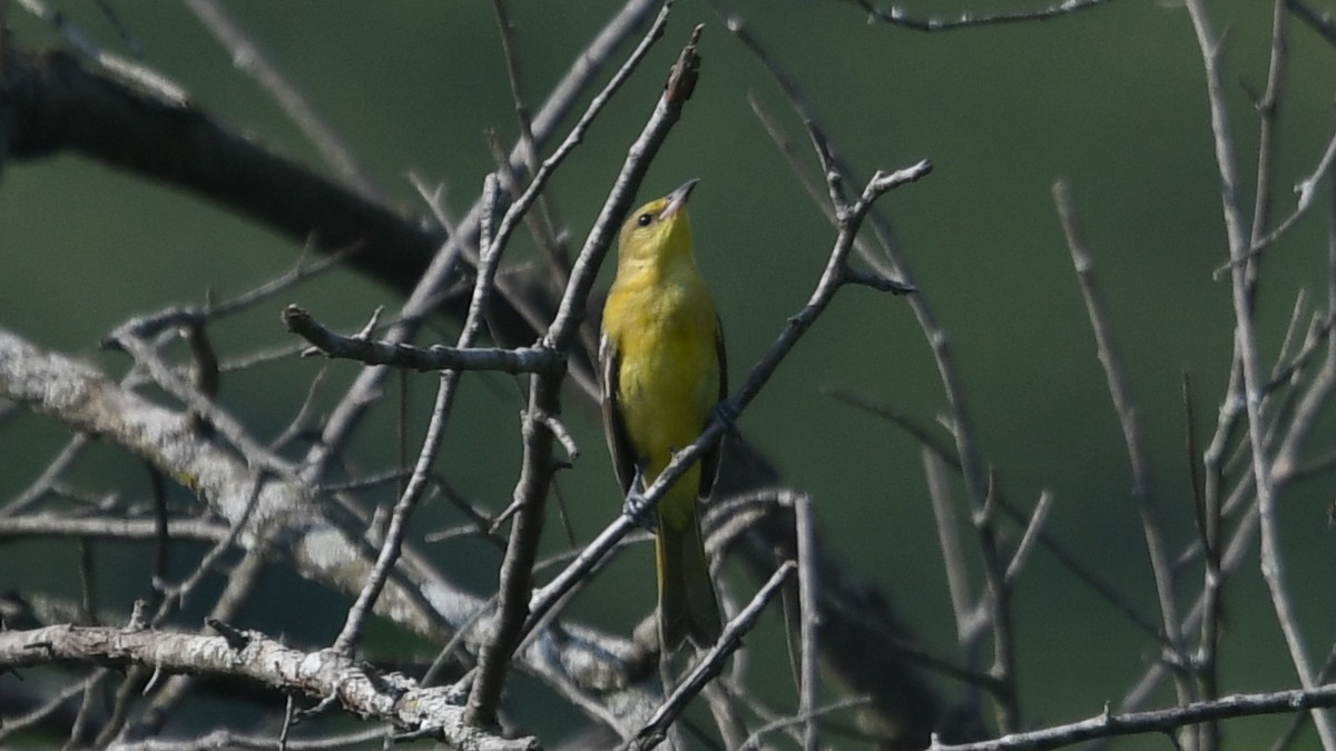 Orchard Oriole - ML359419261