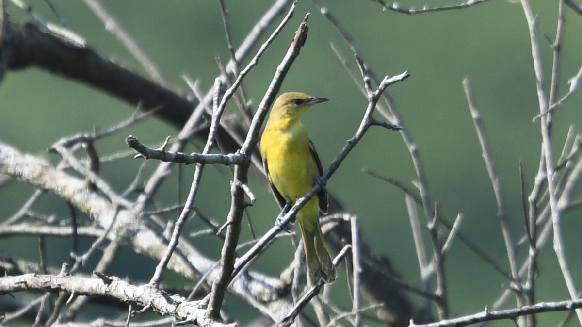 Orchard Oriole - ML359419271