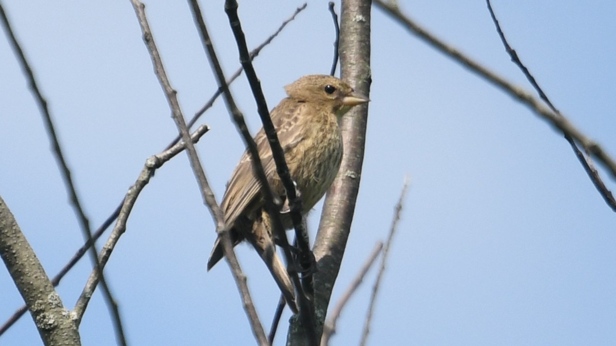 Brown-headed Cowbird - ML359419301