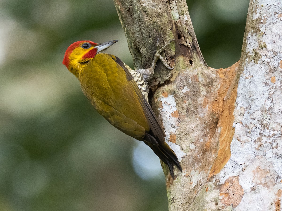 White-throated Woodpecker - Chris Fischer