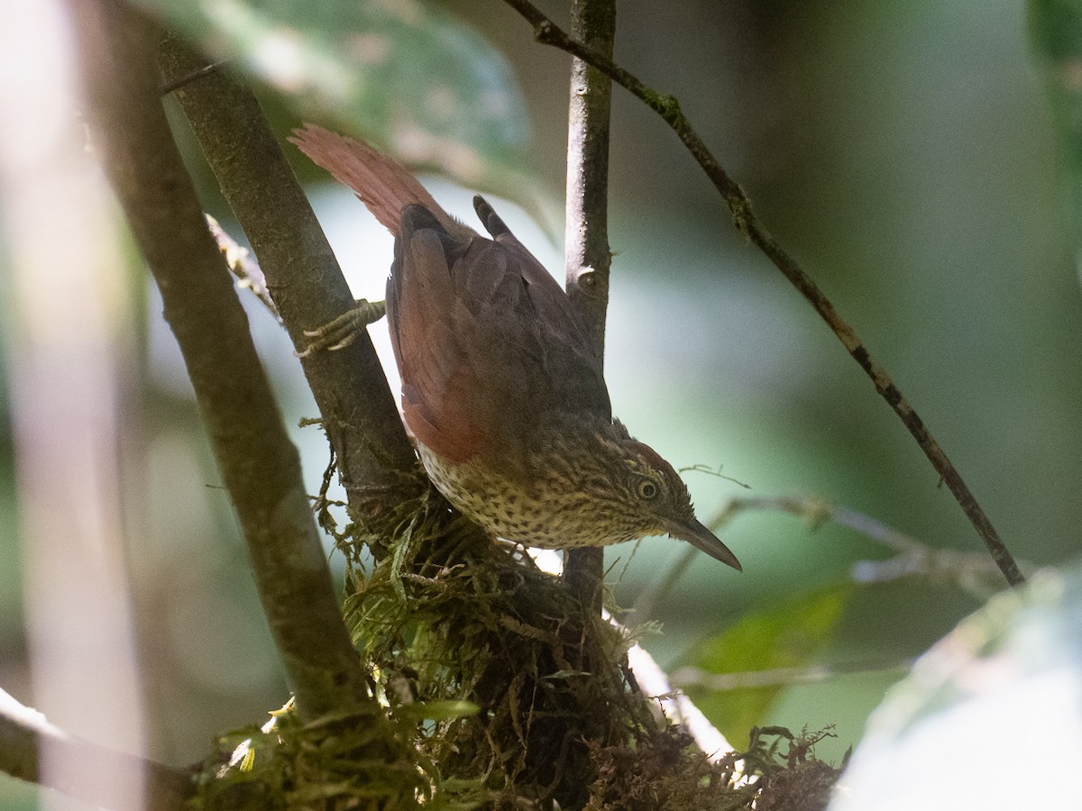 Speckled Spinetail - ML359426371